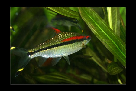 copyright R. Callewaert